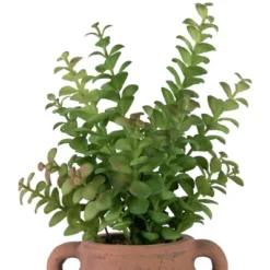 Northlight Real Touch™ Artificial Privet Plant In Vintage Milk Can Style Earthenware Pot - 14" 11 Northlight Real Touch™ Artificial Privet Plant In Vintage Milk Can Style Earthenware Pot - 14" -Home decor GUEST 1a1172c0 8aee 449c 8a57 8427e2db7a0e