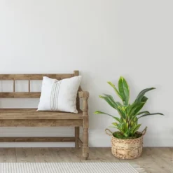 Northlight 25" Dracaena Artificial Potted Plant - Green/White