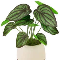 Northlight 10.25" Artificial Peperomia Plant In Two-Tone Ceramic Pot 10 Northlight 10.25" Artificial Peperomia Plant In Two-Tone Ceramic Pot -Home decor GUEST 247ab378 491f 4bdc 94d9 eaa7465167c3