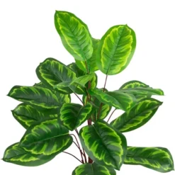 Northlight 30" Two-Tone Green Calathea Artificial Potted Plant 8 Northlight 30" Two-Tone Green Calathea Artificial Potted Plant -Home decor GUEST 28577e23 61e1 423c afc8 ce4549ddd08a