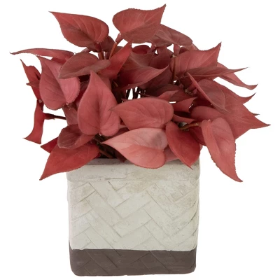 Northlight Real Touch™ Brick Red Artificial Peperomia Plant In Square Lattice Designed Pot - 7 " 4 Northlight Real Touch™ Brick Red Artificial Peperomia Plant In Square Lattice Designed Pot - 7 " - Image 2