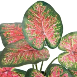 Northlight 8" Rohdea Spring Floral Artificial Potted Plant -Home decor GUEST 3359c8c2 3006 48e3 8a2a 3e772fb0ab51