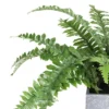Northlight 13" Boston Fern Artificial Plant In Square Pot - Green/Gray 1 Northlight 13" Boston Fern Artificial Plant In Square Pot - Green/Gray -Home decor GUEST 35ec2fb3 1a91 48a0 a00d 56b50109efa4