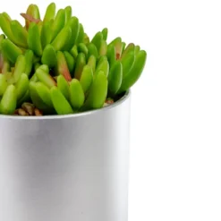 Northlight 4.75" Potted Red And Green Artificial Sedum Succulent 7 Northlight 4.75" Potted Red And Green Artificial Sedum Succulent -Home decor GUEST 62181c8d 055b 4a78 83d2 25d040f69a11