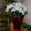Northlight 26" White Artificial Christmas Poinsettia In Red Wrapped Base 1 Northlight 26" White Artificial Christmas Poinsettia In Red Wrapped Base -Home decor GUEST 6efc75e4 04b0 47eb 8c31 7505aef26b70