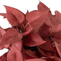 Northlight Real Touch™ Brick Red Artificial Peperomia Plant In Square Lattice Designed Pot - 7 " 13 Northlight Real Touch™ Brick Red Artificial Peperomia Plant In Square Lattice Designed Pot - 7 " -Home decor GUEST 70def9b5 7523 4339 9c8e 8910be785f4f