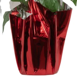 Northlight 14.5" White Artificial Christmas Poinsettia With Red Wrapped Base 10 Northlight 14.5" White Artificial Christmas Poinsettia With Red Wrapped Base -Home decor GUEST 92ac672c 696d 4013 8c71 de671af28eab