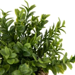 Northlight 7" Artificial Milan Leaf Bush In Rattan Basket 13 Northlight 7" Artificial Milan Leaf Bush In Rattan Basket -Home decor GUEST 9779718a 118e 4ca7 851d baa1a781c401