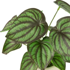 Northlight 10.25" Artificial Peperomia Plant In Two-Tone Ceramic Pot 11 Northlight 10.25" Artificial Peperomia Plant In Two-Tone Ceramic Pot -Home decor GUEST c2672db8 86e5 4fc6 9ac4 75c6abe68940