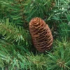Northlight 4' Red Pine Full Profile Artificial Christmas Tree With Pine Cones - Unlit 1 Northlight 4' Red Pine Full Profile Artificial Christmas Tree With Pine Cones - Unlit -Home decor GUEST c4e9b00f 813f 444a a699 27f56ef9087e