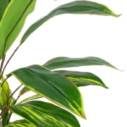 Northlight 25" Dracaena Artificial Potted Plant - Green/White -Home decor GUEST d748c9cd 9178 4d87 8d8d 51d8511585a9