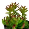 Northlight 8" Mixed Succulent Artificial Plant Arrangement In Pot - Green/Red -Home decor GUEST ded2932b 616c 4f16 bbe6 607d43679b4d