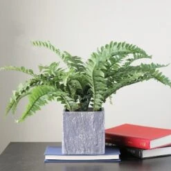 Northlight 13" Boston Fern Artificial Plant In Square Pot - Green/Gray -Home decor GUEST f0230967 74e3 47dc acaf 95e9f0533beb